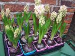 Seasonal Plants Hyacinths 