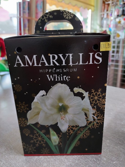 Amaryllis Gift Box Set White 