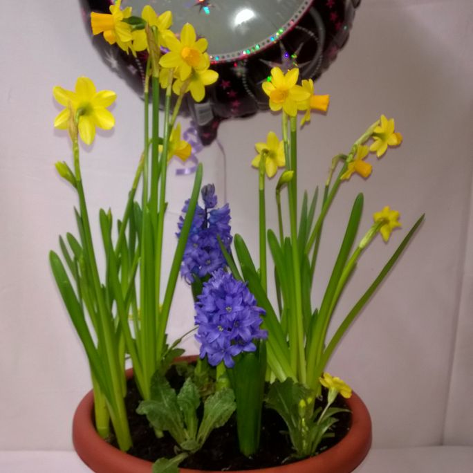 Pot plants in planter with balloon