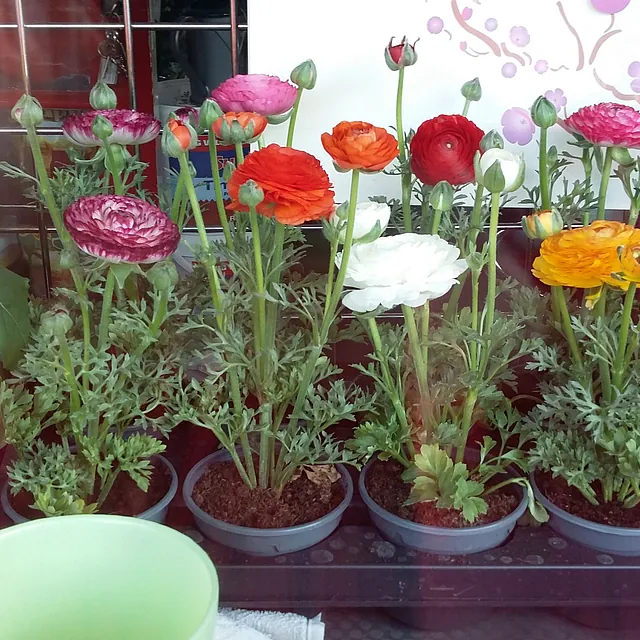 Ranunculus Buttercup plant £4.99 each