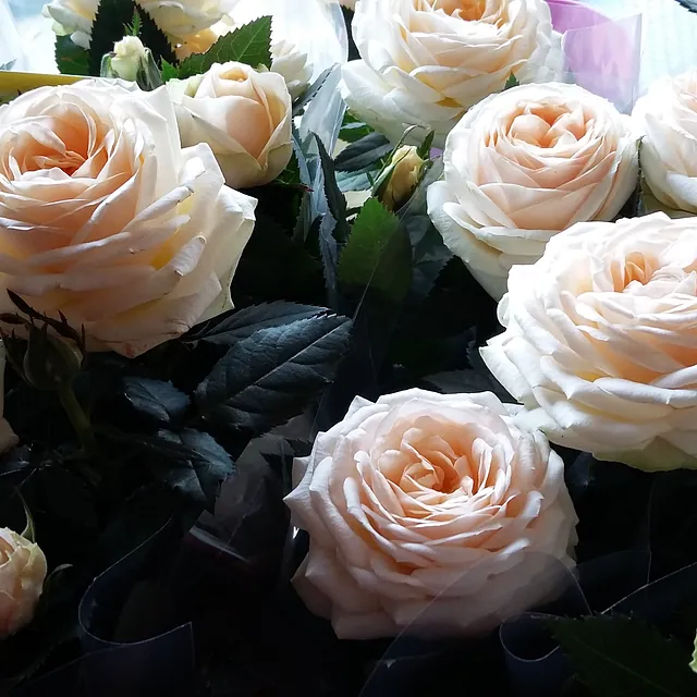 Patio Rose plant £3.00 each 