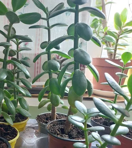 Jade / Money Plants from 99p each