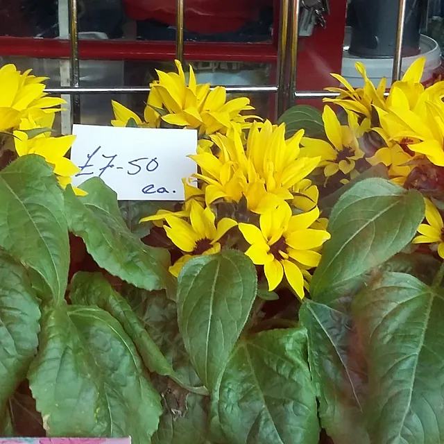 Sunflower plant £7.50 each 
