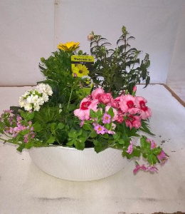 Mothers Day Planted Bowl House plants / Garden Plants 
