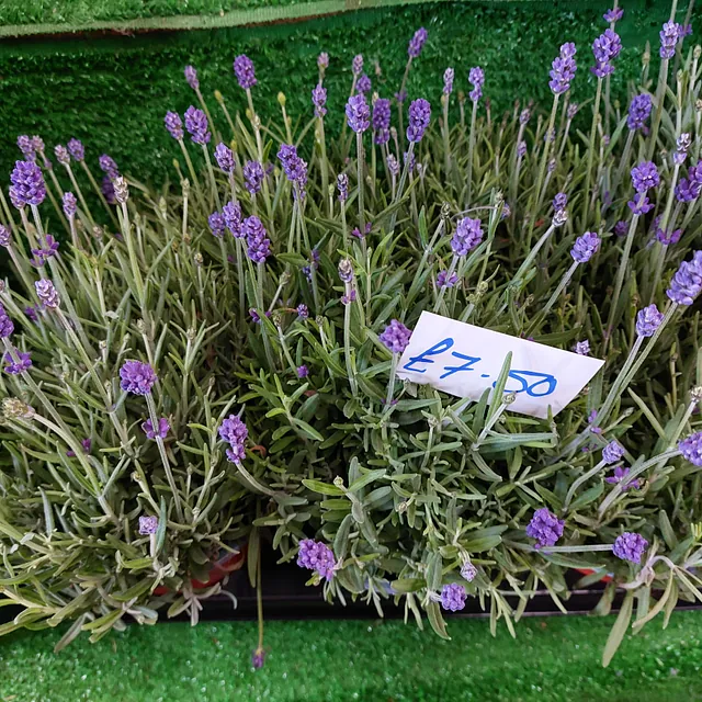 Flowering outside plants 