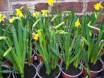 Seasonal Plants Tete a Tete ( Mini Daffodils )