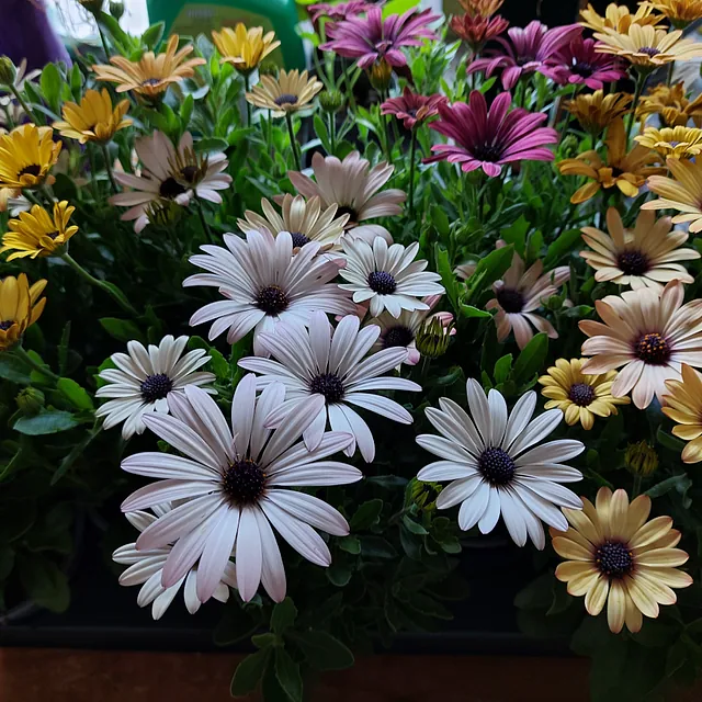 Flowering outdoor plants 