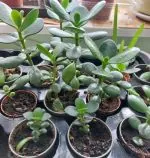 Small Jade Plants / Money Plants from 99p each 