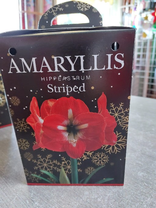 Amaryllis Gift Box Set Red £10.50