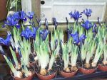 Seasonal Plants Mini Blue Iris 